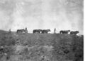 1905-1915-otto-0087-three-teams-plowing-1600.jpg