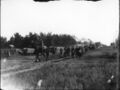 1904-1910-cap-023-mule-day-parade-1600.jpg