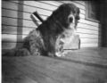 1905-1915-otto-0067-dog-1600.jpg