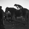 1905-1915-otto-0114-dog-on-horse-1600.jpg