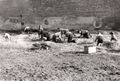 1959-beautification-020a-boy-scout-picking-weeds-at-community-hall-langs.JPG