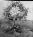 1905-1915-otto-0098-wreath-on-grave-1600.jpg