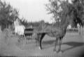 1905-1915-otto-0174-man-in-buggy-blurred-1600.jpg