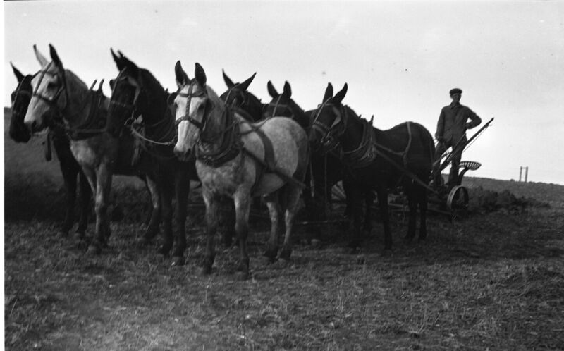 File:1920-1930-ed-062-horse-drawn-plow-1600.jpg