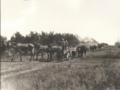 1904-1910-mule-day-004a-parade.png