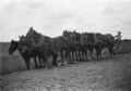 1905-1915-otto-0127-horses-hitched-to-plow-1600.jpg