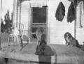 1905-1915-otto-0088-two-dogs-and-cat-on-porch-1600.jpg