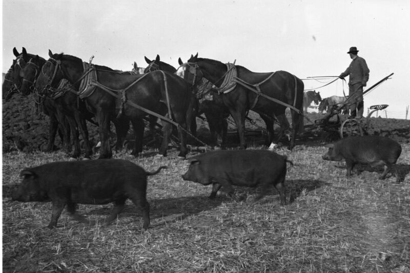 File:1920-1930-ed-064-pigs-horse-drawn-plow-1600.jpg