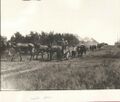 1904-1910-mule-day-004-parade-1600.jpg