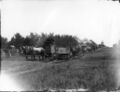 1904-1910-cap-019-mule-day-parade-1600.jpg