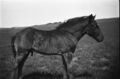 1905-1915-otto-0151-foal-1600.jpg