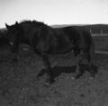 1905-1915-otto-0131-horse-1600.jpg