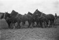 1905-1915-otto-0126-horses-hitched-to-plow-1600.jpg