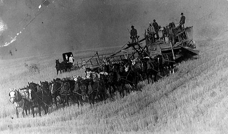 File:1915-1925-rhs-ehr-09a-harvesting-wheat.jpg