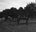 1905-1915-otto-0100-horse-buggy-1600.jpg