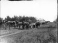 1904-1910-cap-021-mule-day-parade-1600.jpg