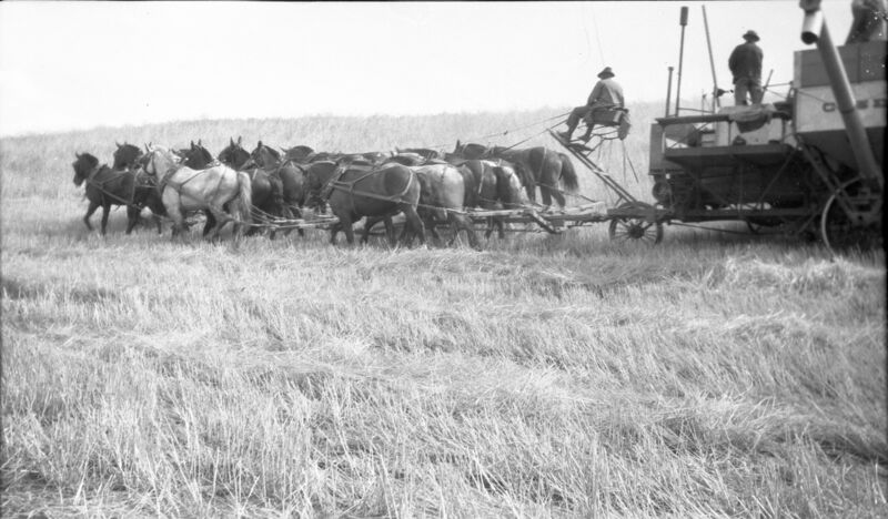 File:1920-1930-ed-040a-horse-powered-case-combined-harvester-1600.jpg