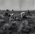 1962-beautification-172a-west-sign-site-cleanup.JPG