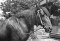 1905-1915-otto-0277-horse-1600.jpg