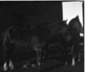 1905-1915-otto-0106-horses-by-barn-1600.jpg