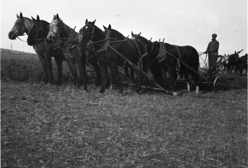 File:1920-1930-ed-060-horse-drawn-plow-1600.jpg