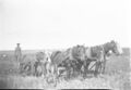 1905-1915-otto-0123-plowing-lighter-1600.jpg