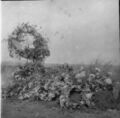 1905-1915-otto-0096-wreaths-on-grave-evelyn-ferch-question-1908-1600.jpg