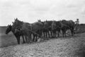 1905-1915-otto-0130-horses-hitched-to-plow-1600.jpg