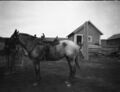 1905-1915-otto-0283-saddled-horse-1600.jpg