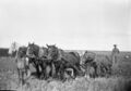 1905-1915-otto-0125-plowing-foal-1600.jpg