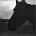 1905-1915-otto-0105-horse-head-1600.jpg