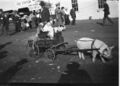 1905-1915-otto-0168-pig-pulling-car-dogs-1600.jpg