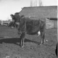 1905-1915-otto-0113-milk-cow-1600.jpg