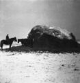 1905-1915-otto-0120-horses-winter-hay-mound-1600.jpg