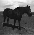 1905-1915-otto-0112-horse-1600.jpg