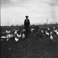 1905-1915-otto-0110-sailor-boy-chickens-duck-1600.jpg