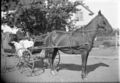 1905-1915-otto-0124-buggy-man-horse-1600.jpg