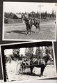 1910-rml-0206-horses-with-people.jpg