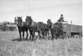 1905-1915-otto-0260-straw-wagon-water-wagon-grain-wagon-otto-left-1600.jpg