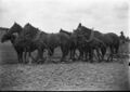 1905-1915-otto-0129-horses-hitched-to-plow-1600.jpg