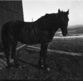 1905-1915-otto-0138-horse-by-barn-1600.jpg