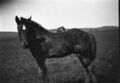 1905-1915-otto-0161-foal-1600.jpg