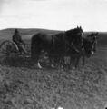 1905-1915-otto-0137-horses-seed-drill-1600.jpg