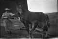 1905-1915-otto-0157-woman-pulling-horse-with-foal-1600.jpg