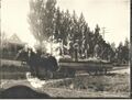 1910-1917-mule-day-019-parade-1600.jpg