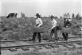 1905-1915-otto-0198-three-young-men-on-track-1600.jpg